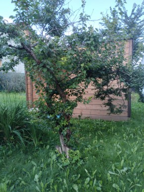 Коллективный сад номер 7, участок 58 в Камышлове - kamyshlov.yutvil.ru - фото 28 Коллективный сад номер 7, участок 58 в Камышлове - kamyshlov.yutvil.ru - фото 28